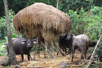 Central_vietnam_bike_trip_212